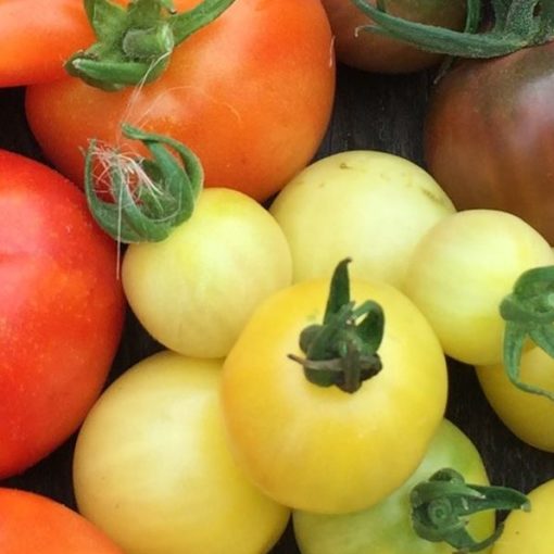 Variétés de tomates résistantes au mildiou