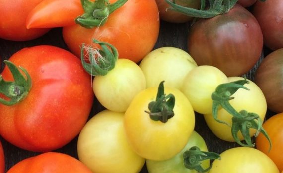 Variétés de tomates résistantes au mildiou