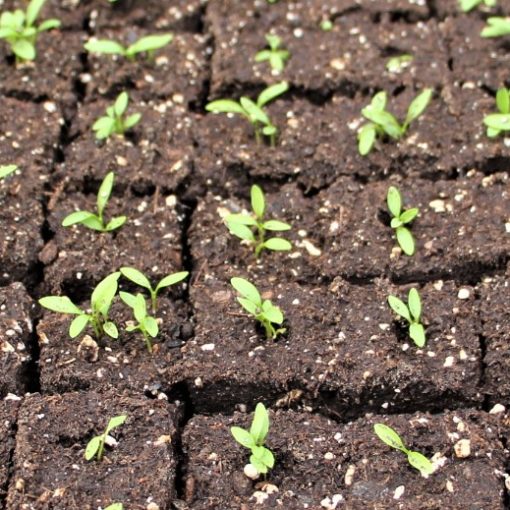 image/photo-plantules