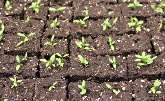 image/photo-plantules